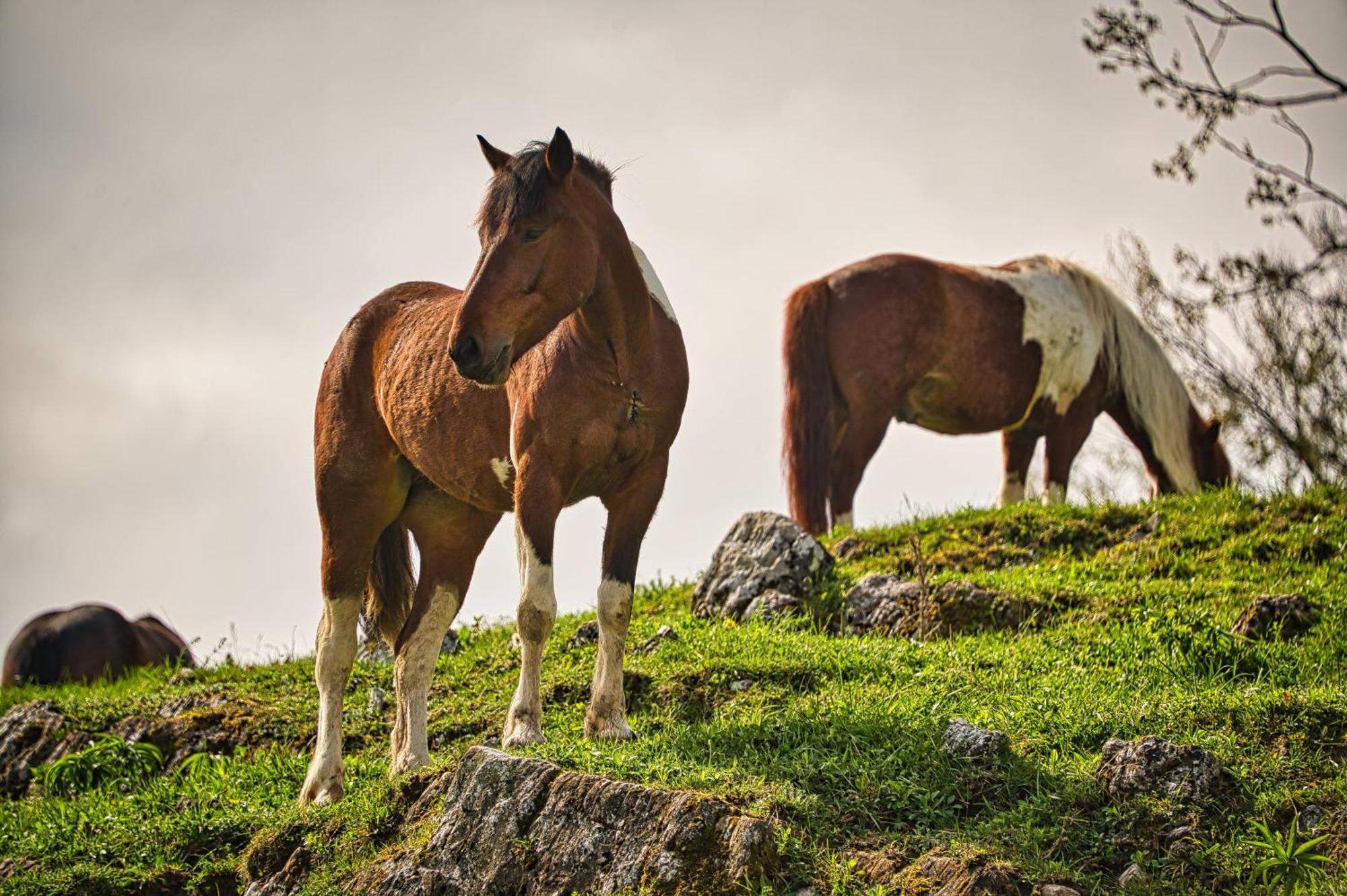 Cowboy'S Land Hotel Visnja Gora Екстериор снимка