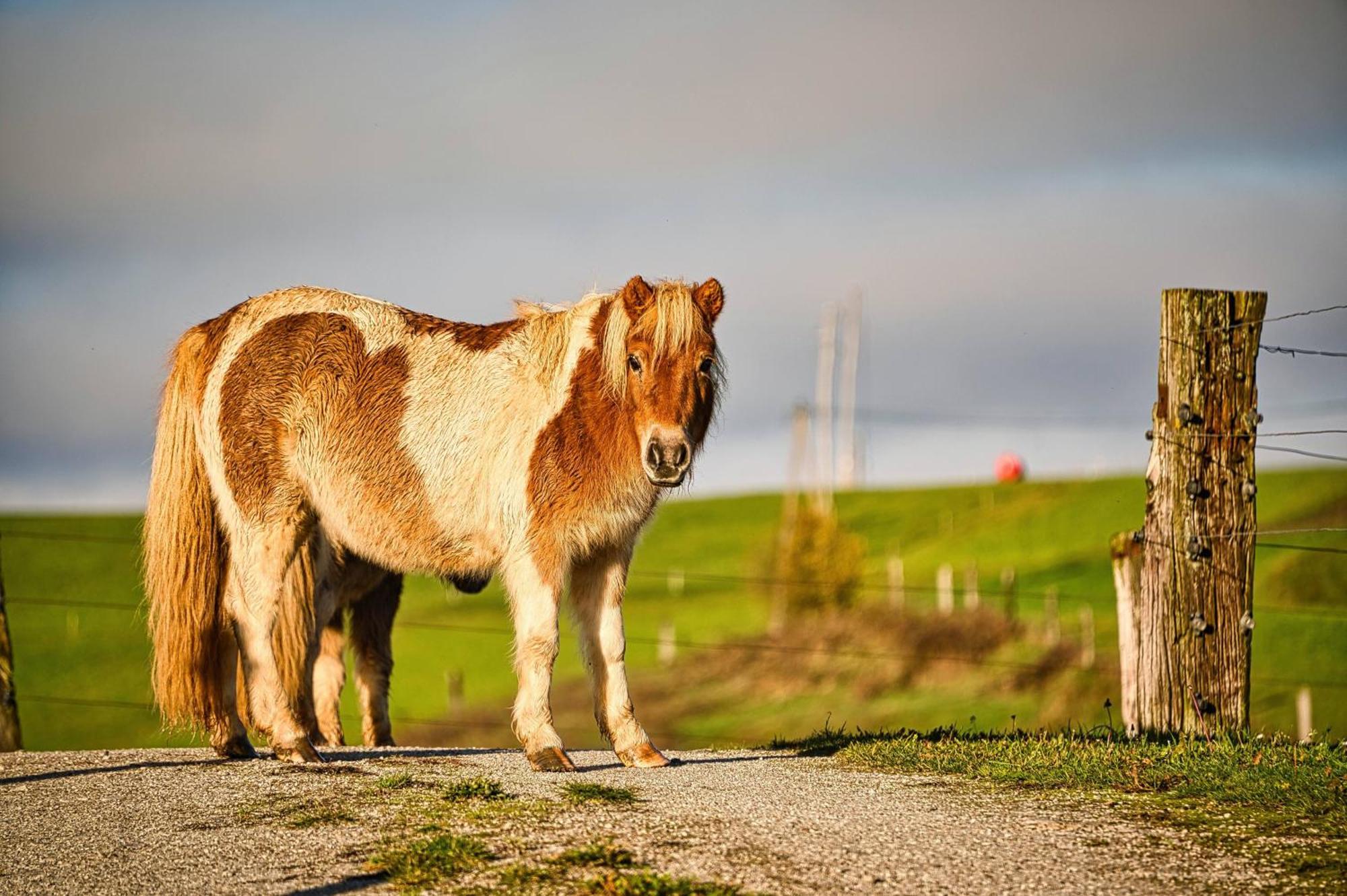 Cowboy'S Land Hotel Visnja Gora Екстериор снимка